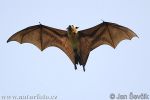 indian-flying-fox--pteropus-giganteus-3.jpg