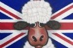 british wool.jpg
