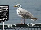 seagull_warning.jpg