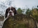 Filename : Cotham Stob 2a.jpg
Filesize : 215KB
Dimensions : 1280x960
Date added : Nov 03, 2013 Cotham Stob 2a.jpg