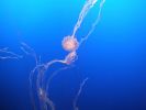 Monterey Bay Aquarium-047.jpg