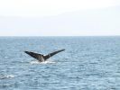 Whale Watching-071.jpg