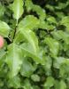 Filename : leaves.jpg
Filesize : 44KB
Dimensions : 339x430
Date added : Jun 29, 2016 leaves.jpg