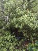 Filename : leaves2.jpg
Filesize : 239KB
Dimensions : 719x960
Date added : Jun 29, 2016 leaves2.jpg