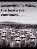 Filename : sheep .jpg
Filesize : 81KB
Dimensions : 421x561
Date added : Jun 05, 2016 sheep .jpg