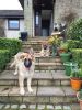 Filename : dogs.jpg
Filesize : 311KB
Dimensions : 960x1280
Date added : Mar 16, 2016 dogs.jpg