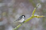 Filename : COAL TIT.jpg
Filesize : 106KB
Dimensions : 1475x960
Date added : Jan 17, 2016 COAL TIT.jpg