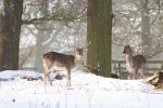Filename : Deer.jpg
Filesize : 210KB
Dimensions : 1440x960
Date added : Jan 17, 2016 Deer.jpg