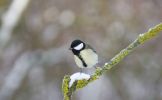 Filename : GREAT TIT.jpg
Filesize : 103KB
Dimensions : 1562x960
Date added : Jan 17, 2016 GREAT TIT.jpg