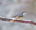 Filename : NUTHATCH.jpg
Filesize : 81KB
Dimensions : 1151x960
Date added : Jan 17, 2016 NUTHATCH.jpg