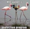 Flamingo.jpg