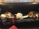 Filename : Hounds.JPG
Filesize : 144KB
Dimensions : 1280x960
Date added : Aug 30, 2017 Hounds.JPG
