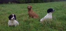 Filename : dawgs.jpg
Filesize : 556KB
Dimensions : 2063x960
Date added : Feb 10, 2015 dawgs.jpg