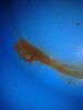 Filename : IMG_1159.JPG
Filesize : 41KB
Dimensions : 368x490
Date added : Feb 28, 2014 IMG_1159.JPG