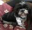 Filename : IMG_1427~0.JPG
Filesize : 148KB
Dimensions : 1004x960
Date added : Sep 16, 2017 IMG_1427~0.JPG