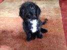 Filename : ben.jpg
Filesize : 252KB
Dimensions : 1280x960
Date added : Aug 14, 2014 ben.jpg