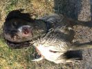 Filename : IMG_0510.JPG
Filesize : 359KB
Dimensions : 1280x960
Date added : Apr 27, 2016 IMG_0510.JPG