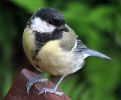 Great_Tit_(Parus_major)_1.jpg