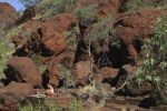 Filename : IMG_0293-karijini.jpg
Filesize : 68KB
Dimensions : 720x480
Date added : Aug 07, 2018 IMG_0293-karijini.jpg