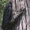 Filename : IMG_1093.jpg
Filesize : 210KB
Dimensions : 966x960
Date added : Jan 07, 2017 IMG_1093.jpg
