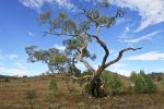 Filename : IMG_1330-Tree-1440.jpg
Filesize : 209KB
Dimensions : 1440x960
Date added : Jan 20, 2018 IMG_1330-Tree-1440.jpg