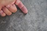 Filename : IMG_1786-small-ant.jpg
Filesize : 234KB
Dimensions : 1440x960
Date added : Jan 20, 2018 IMG_1786-small-ant.jpg
