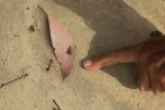 Filename : IMG_1854-ant-large.jpg
Filesize : 193KB
Dimensions : 1440x960
Date added : Jan 20, 2018 IMG_1854-ant-large.jpg