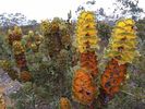 Filename : IMG_20190830_Hakea-victoria.jpg
Filesize : 63KB
Dimensions : 640x480
Date added : Oct 05, 2019 IMG_20190830_Hakea-victoria.jpg