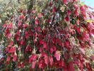 Filename : IMG_20190925_Bottle-brush.jpg
Filesize : 87KB
Dimensions : 640x480
Date added : Oct 05, 2019 IMG_20190925_Bottle-brush.jpg