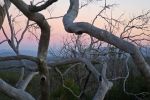 Filename : IMG_2111-Dead-trees-1440.jpg
Filesize : 186KB
Dimensions : 1440x960
Date added : Jan 20, 2018 IMG_2111-Dead-trees-1440.jpg