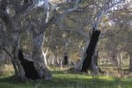 Filename : IMG_2780-trees.jpg
Filesize : 70KB
Dimensions : 720x480
Date added : Aug 07, 2018 IMG_2780-trees.jpg