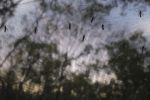 Filename : IMG_3988-mosquetoes.jpg
Filesize : 133KB
Dimensions : 720x480
Date added : Aug 09, 2018 IMG_3988-mosquetoes.jpg