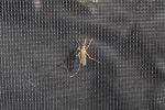 Filename : IMG_4034-mosquito.jpg
Filesize : 113KB
Dimensions : 720x480
Date added : Aug 13, 2018 IMG_4034-mosquito.jpg