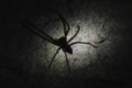 Filename : IMG_4284-huntsman.jpg
Filesize : 15KB
Dimensions : 720x480
Date added : Aug 09, 2018 IMG_4284-huntsman.jpg