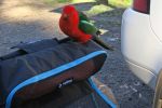 Filename : IMG_9288-Bird-1440.jpg
Filesize : 118KB
Dimensions : 1440x960
Date added : Jan 20, 2018 IMG_9288-Bird-1440.jpg