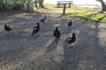 Filename : IMG_9312-Magpie.jpg
Filesize : 320KB
Dimensions : 1440x960
Date added : Jan 24, 2018 IMG_9312-Magpie.jpg