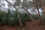 Filename : IMG_9763-grass-trees.jpg
Filesize : 289KB
Dimensions : 1440x960
Date added : Feb 12, 2018 IMG_9763-grass-trees.jpg