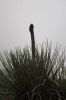 Filename : IMG_9765-grass-tree.jpg
Filesize : 63KB
Dimensions : 640x960
Date added : Jan 20, 2018 IMG_9765-grass-tree.jpg