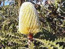 Filename : IMG_Banksia--hookeriana.jpg
Filesize : 88KB
Dimensions : 640x480
Date added : Oct 05, 2019 IMG_Banksia--hookeriana.jpg