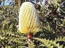 IMG_Banksia--hookeriana.jpg