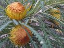 Filename : IMG_Banksia-formosa.jpg
Filesize : 83KB
Dimensions : 640x480
Date added : Oct 05, 2019 IMG_Banksia-formosa.jpg