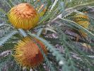 IMG_Banksia-formosa.jpg