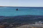 Filename : _MG_4988-Whales.jpg
Filesize : 37KB
Dimensions : 640x427
Date added : Oct 04, 2019 _MG_4988-Whales.jpg