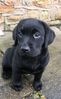 Filename : poppy1~2.jpg
Filesize : 101KB
Dimensions : 589x959
Date added : Jan 15, 2020 poppy1~2.jpg
