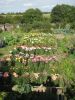 Filename : IMG_6630.JPG
Filesize : 205KB
Dimensions : 720x960
Date added : Aug 28, 2018 IMG_6630.JPG