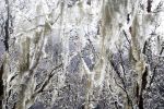 Filename : Moss.JPG
Filesize : 403KB
Dimensions : 1440x960
Date added : Mar 29, 2018 Moss.JPG