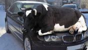 Filename : cow.jpg
Filesize : 108KB
Dimensions : 1280x720
Date added : Feb 19, 2017 cow.jpg