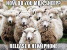 Filename : Milk Sheep.jpg
Filesize : 49KB
Dimensions : 480x360
Date added : Sep 25, 2016 Milk Sheep.jpg