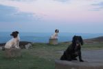 Dogs and Freelander up The Keepers and local 061.JPG
