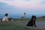 Filename : Dogs and Freelander up The Keepers and local 061.JPG
Filesize : 117KB
Dimensions : 1440x960
Date added : May 08, 2017 Dogs and Freelander up The Keepers and local 061.JPG
